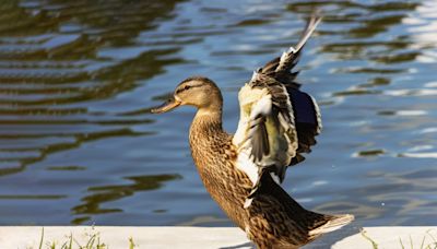 Pet Duck Can’t Get Enough of Dad ‘Throwing’ Him Into the Pool