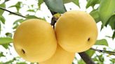 宜蘭三星上將梨盛產 農糧署輔導成立優質產區