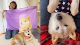 Shiba Inu behind ‘Doge’ meme makes surprising recovery, owner announces