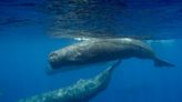 Sperm whales can take over an hour to decide on whether to turn right
