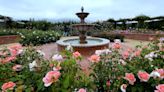 Huge rose garden at Otto & Sons Nursery is a retreat for flowers enthusiasts and nature lovers