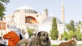 Turkish legislators hold tense debate on bill to control stray dogs. Critics fear a mass culling