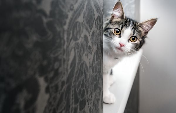 Tears as abandoned cat gazes at kittens playing when she "never learned" to