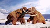 Woolly mammoths were seasonal sex fiends just like elephants, study finds