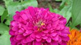 The Plant Doctor: Grow zinnias as bedding plants for summer cut flowers