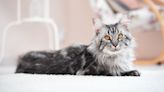 Cat Mom Picks Up 20-Pound Maine Coon Cat Just Like a Human Baby