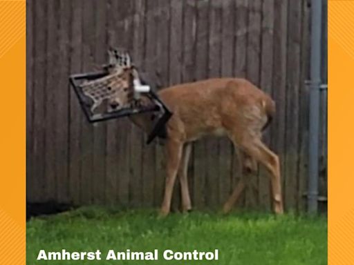 Amherst Police and Animal Control to the rescue