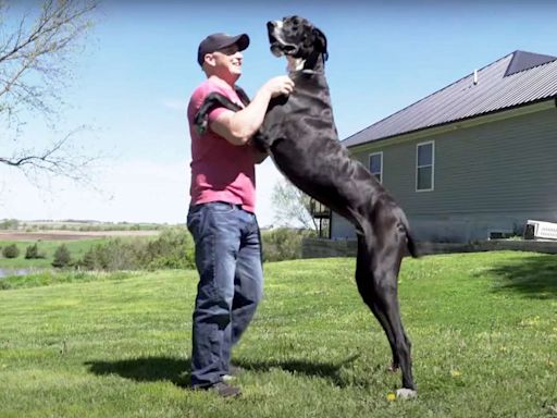 'Gentle Giant' Great Dane in Iowa Officially Recognized as World's Tallest Living Dog