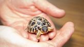 Mr. Pickles, a 90-year-old tortoise, becomes first-time dad after Mrs. Pickles' surprise birth