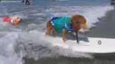 Pacifica dog surfing competition saved after high costs almost drive it out of business