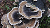 Turkey tail: can it really help you beat cancer?