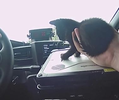 Latest News Today Live Updates June 5, 2024: Viral Video: Police officer rescues cute baby cat from middle of highway; netizens hail cop, ‘TRUE hero!’