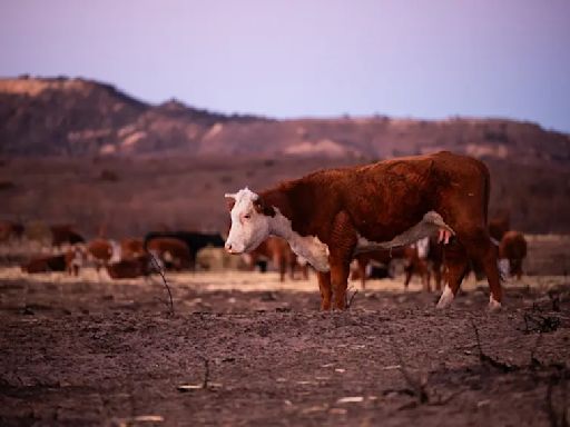 Ted Cruz and Ronny Jackson push legislation to help ranchers who lost livestock in Panhandle wildfires