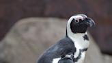 Pa. aviary says good-bye ‘with deepest sorrows’ to Stanley, its first penguin