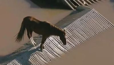 Inundaciones en Brasil: cómo sigue el caballo Caramelo tras el emotivo rescate en un techo