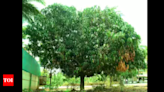 Relying on native trees to cut carbon in air | Ahmedabad News - Times of India