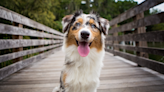 Australian Shepherd Mimicking Ambulance in the City Is Totally Spot-On