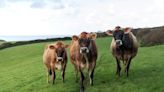 Cornish micro-dairy invests in six cows thanks to start up loans programme