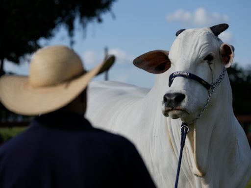 Es la vaca más cara del mundo y parte del plan de Brasil para poner carne en el plato de todos