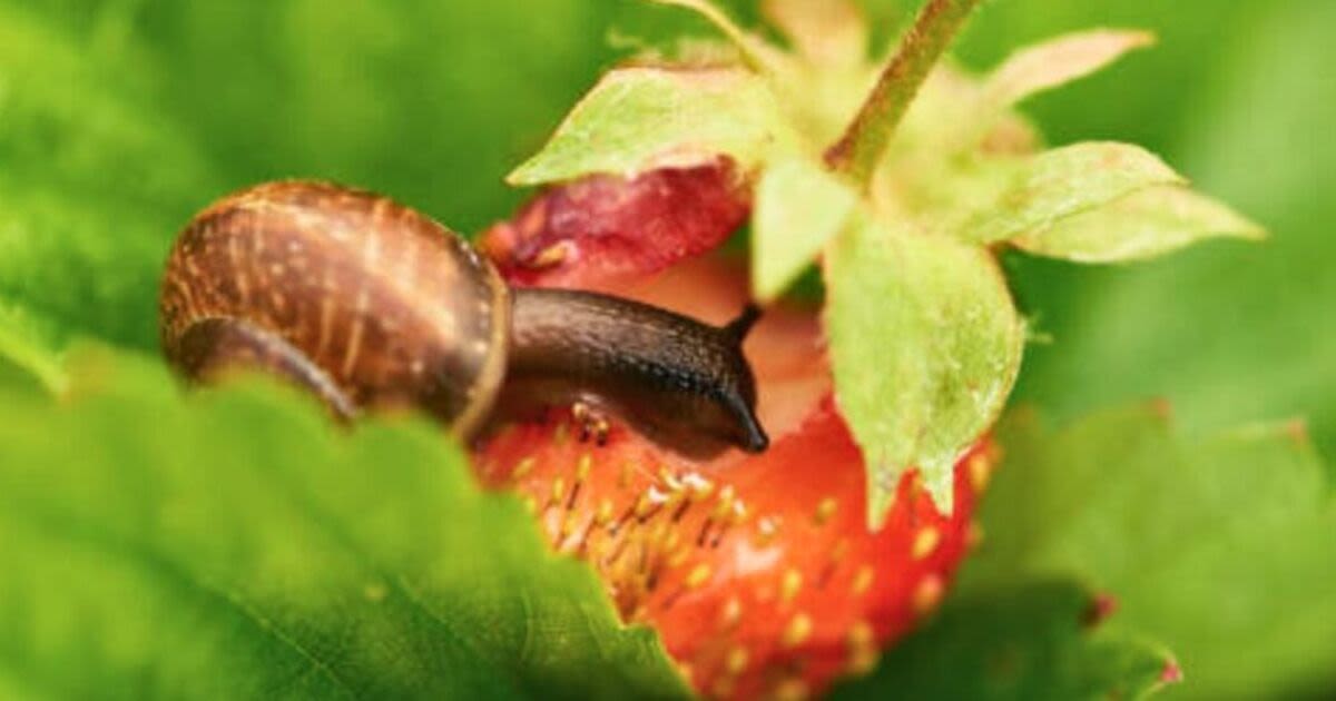 Get rid of garden slugs overnight with gardener’s ‘very easy’ homemade trap