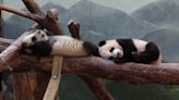 Zoo Atlanta’s giant pandas will be sent to China later this year - WSVN 7News | Miami News, Weather, Sports | Fort Lauderdale