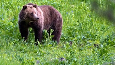 Grizzly bear killed, cub injured in encounter with bowhunters north of West Yellowstone