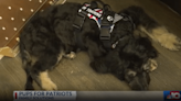 “Pups for Patriots” gifts emotional support animal to local veteran