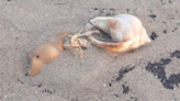 Thieving hermit crab attempts to steal another’s shell