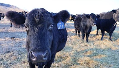 North Dakota group may purchase 'Ponzi scheme' cattle company Agridime