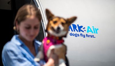 Bark Air: Bei dieser Airline genießen Hunde Luxus pur