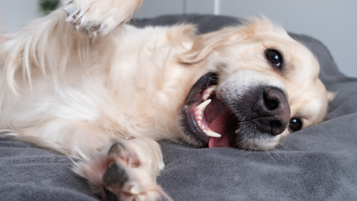 Golden Retriever's Tantrum Over Housekeeper 'Folding His Blanket Wrong' Is Priceless