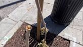 Newly-planted trees damaged in San Jose