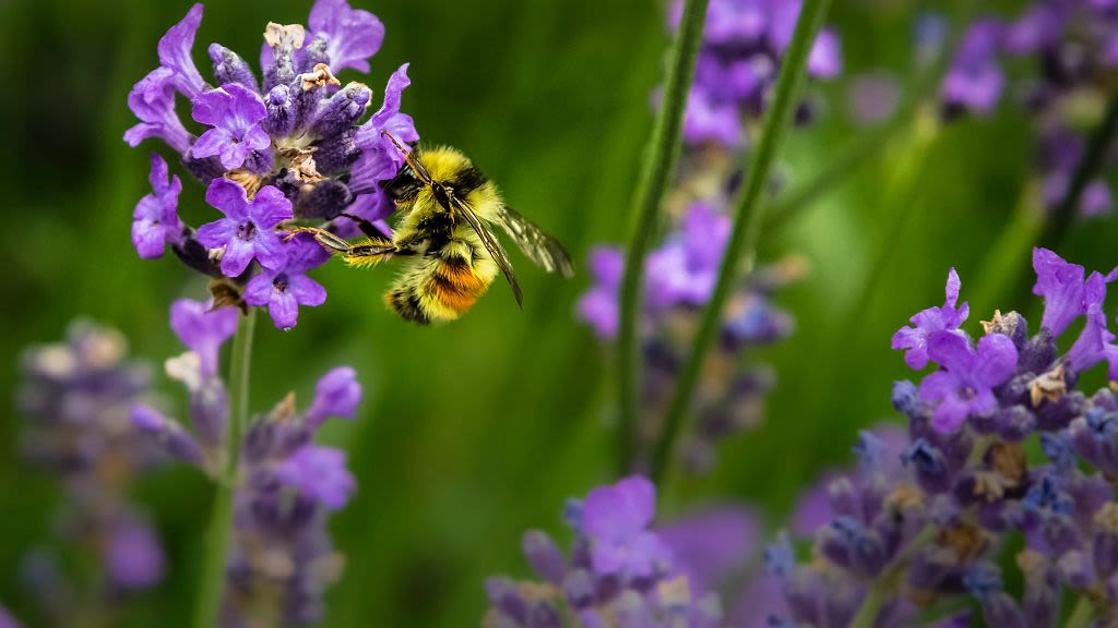 No Mow May: How to turn your garden into a haven for butterflies this spring