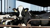 US government will require more testing, tracking of bird flu in dairy cows