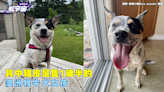 超專業偷吃！牧牛犬被抓包 一臉淡定網驚：根本工讀生上身