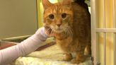 Gov. Youngkin signs bill banning cat declawing in Virginia