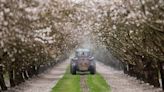 California’s almond industry gets a bad rap. This organization aims to fix that | Opinion