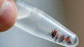 Pennsylvania launches ongoing updates on tick-borne diseases with new data dashboard