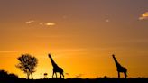 John McEnroe plays tennis match on Serengeti despite bloody conflict over beautiful land