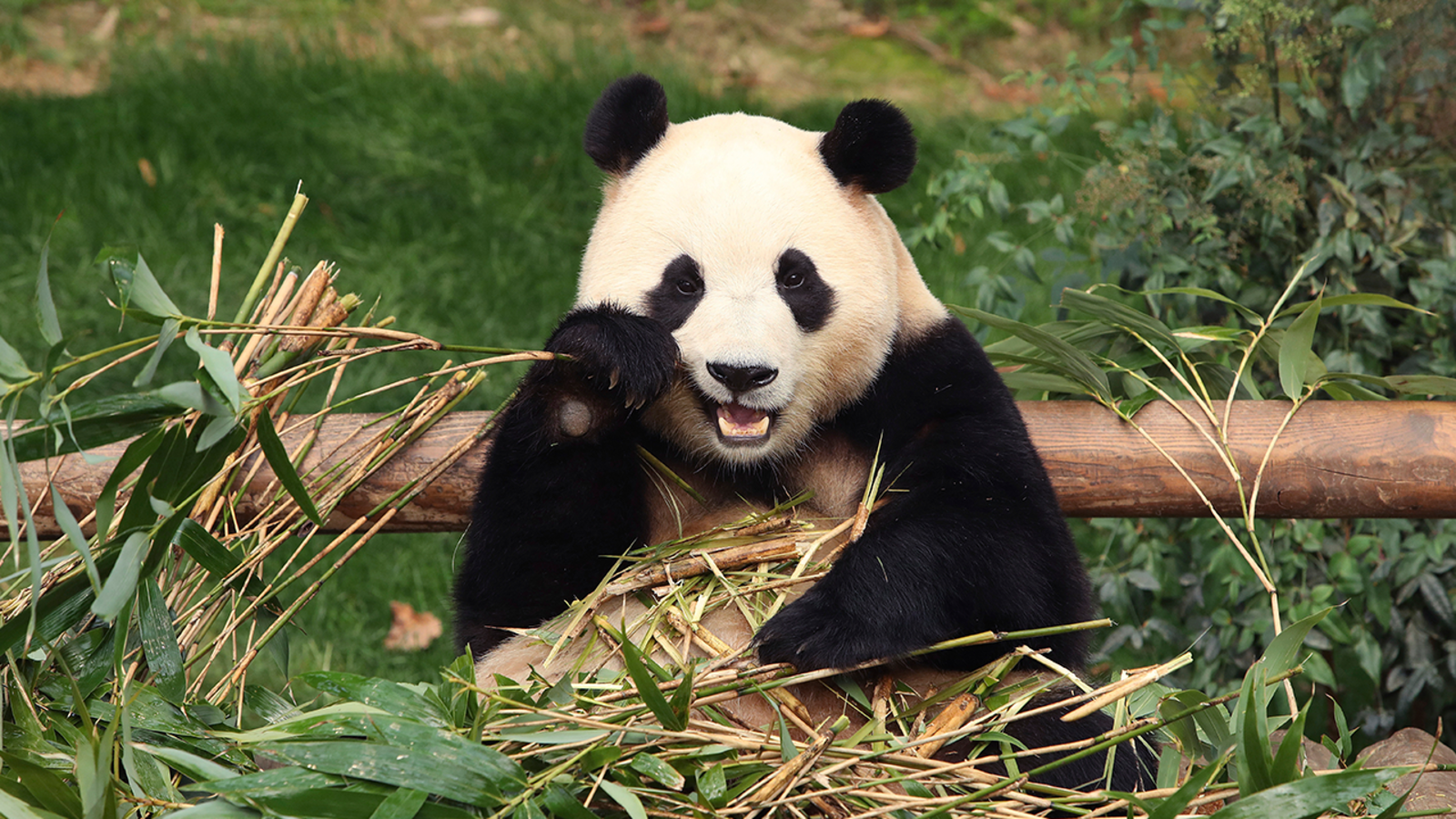 Mayor Breed's plans to bring pandas to San Francisco Zoo hits roadblock