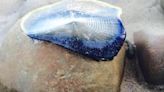 What are those blue blobs piling up on San Diego beaches? Those are Velella velellas!