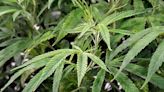 DEA proposes reclassifying marijuana as a Schedule III controlled substance