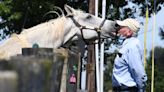 At a sanctuary for retired race horses, ex-Derby winner Silver Charm soaks up the good life