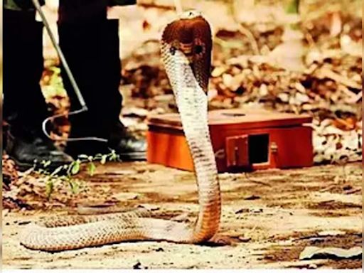 12 Die from Snakebites in Coastal Andhra Pradesh During Monsoon Season | Visakhapatnam News - Times of India