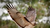 If You See a Hawk, Here's the True, Unexpected Significance of Them Appearing in Your Life