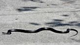 Snakes Nearly on a Plane: Reptile Caught Trying to Enter the Dallas Fort Worth Airport