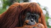 Malaysia plans ‘orangutan diplomacy’ in palm oil pitch