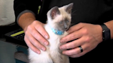 Pet Doc: June is National Adopt a Cat Month