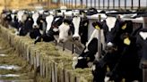 La gripe aviar ya se propaga entre mamíferos: se detectó contagio entre vacas, en gatos y en un mapache