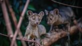 'Elusive' Cat-Like Fossa Triplets Born for the First Time at the Chester Zoo